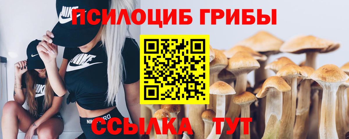 Галлюциногенные грибы Psilocybe Александров